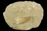 Mosasaur (Mosasaurus) Tooth In Rock - Morocco #127707-1
